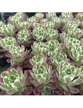 Aeonium 'Riverstone'