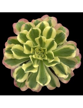 Aeonium 'Riverstone'