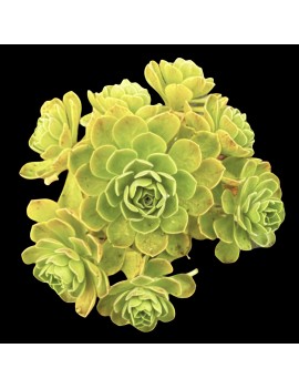 Aeonium 'Goblin'