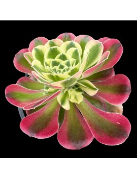 Aeonium 'Riverstone'