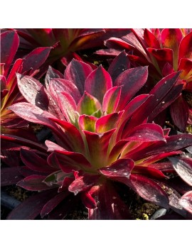 Aeonium 'Phoenix Super White'