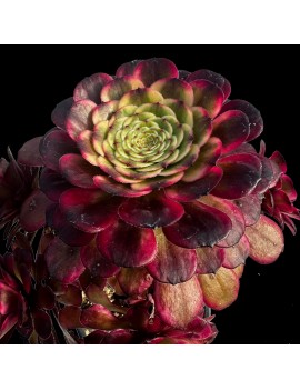 Aeonium 'Black King Kong'