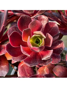 Aeonium 'Color World'