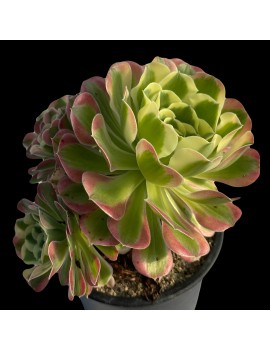 Aeonium 'Riverstone'