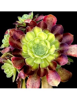 Aeonium 'Flaming Mountain"