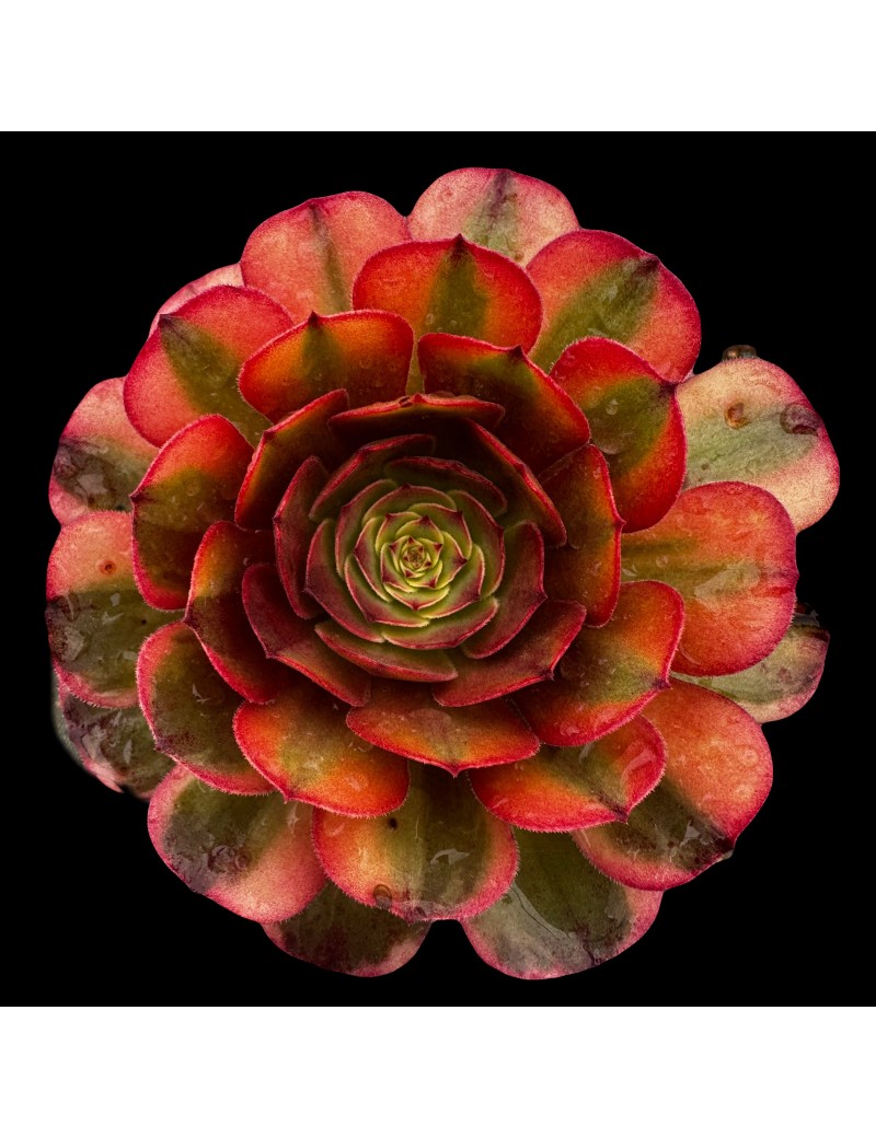 Aeonium 'Colorful Halloween'