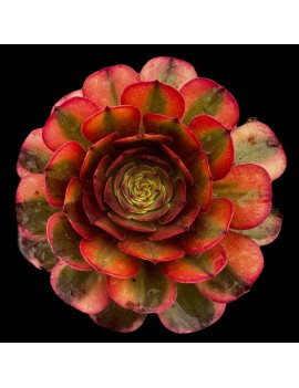 Aeonium 'Colorful Halloween'