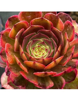 Aeonium 'Colorful Halloween'