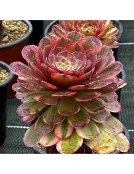 Aeonium 'Colorful Halloween'