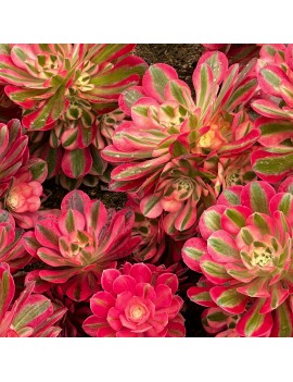 Aeonium 'Pink Witch'