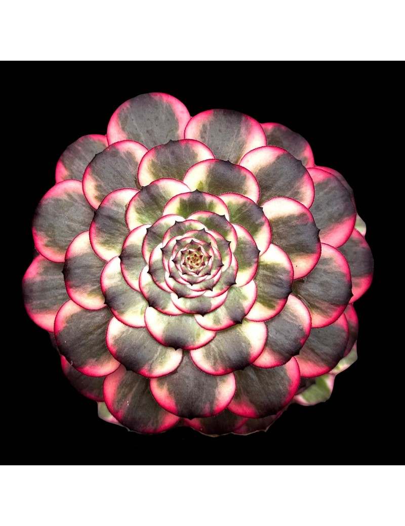 Aeonium 'Watermelon Taro'