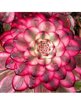 Aeonium 'Watermelon Taro'