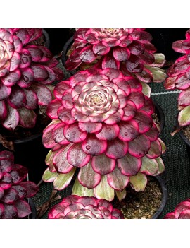 Aeonium 'Watermelon Taro'