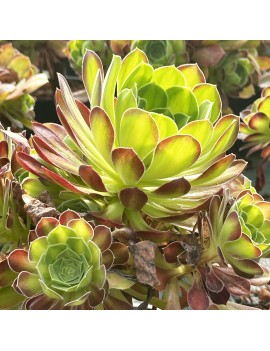 Aeonium 'Flaming Mountain'