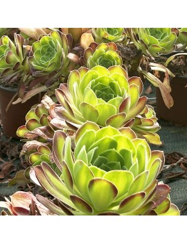 Aeonium 'Flaming Mountain'