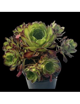 Aeonium 'Flaming Mountain'