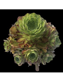 Aeonium 'Flaming Mountain'