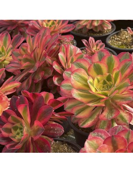 Aeonium 'Athena'