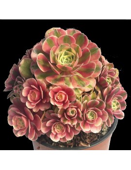 Aeonium 'Princess'