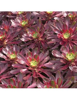 Aeonium 'Voodoo Variegated'