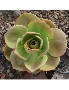 Aeonium nobile