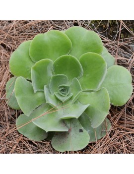 Aeonium virgineum