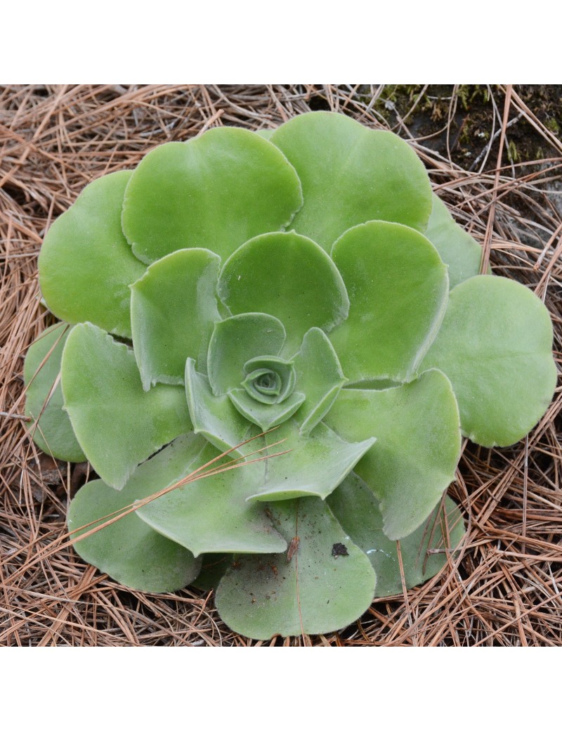 Aeonium virgineum