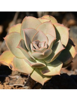 Aeonium valverdense