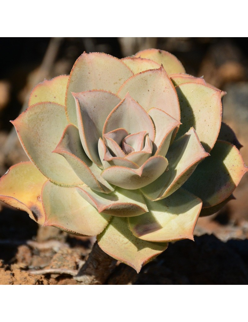 Aeonium valverdense Aeonium valverdense