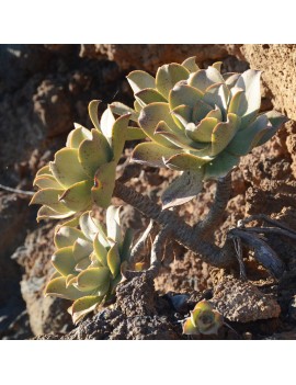 Aeonium valverdense