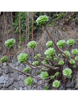 Aeonium undulatum