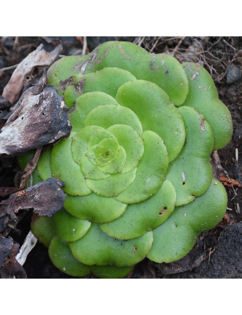 Aeonium subplanum