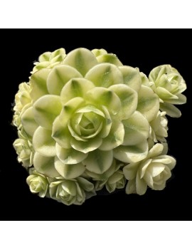 Greenovia dodrantalis forma variegata