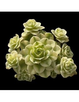 Greenovia dodrantalis forma variegata