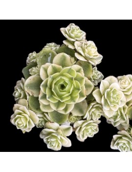 Greenovia dodrantalis forma variegata