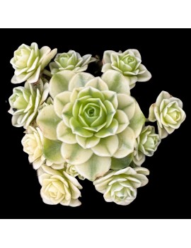Greenovia dodrantalis forma variegata