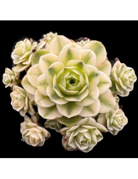 Aeonium dodrantale forma variegata