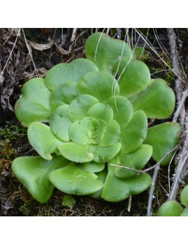 Aeonium subplanum