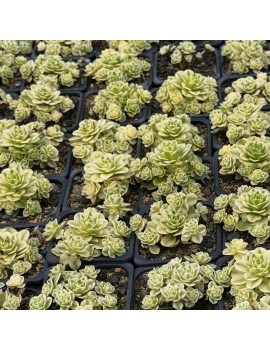 Greenovia dodrantalis forma variegata