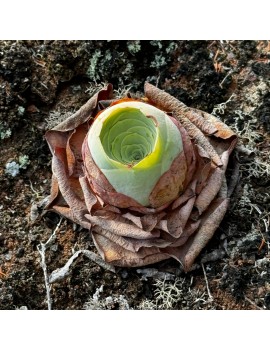 Greenovia diplocycla ou Aeonium diplocyclum