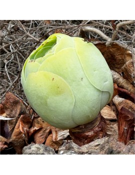 Greenovia diplocycla ou Aeonium diplocyclum