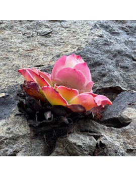Greenovia diplocycla ou Aeonium diplocyclum