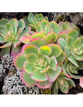 Greenovia ignea