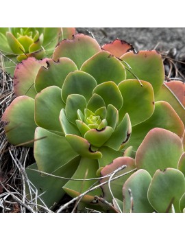 Greenovia ignea