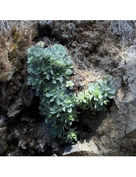 Greenovia ignea