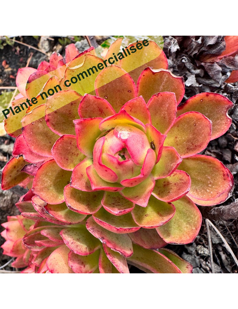 Greenovia ignea Greenovia ignea