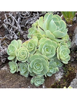 Greenovia millenium