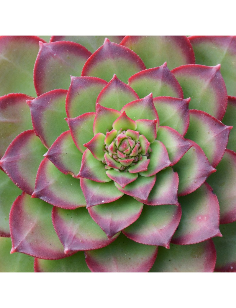 Aeonium lancerottense Aeonium lancerottense