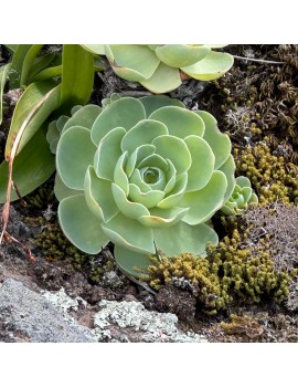 Greenovia millenium Greenovia millenium