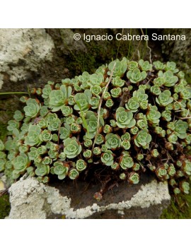 Greenovia dodrantalis ou Aeonium dodrantale.